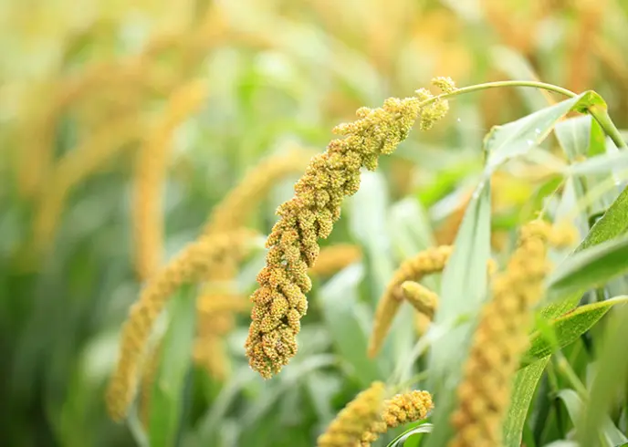 Growing Kent & Medway